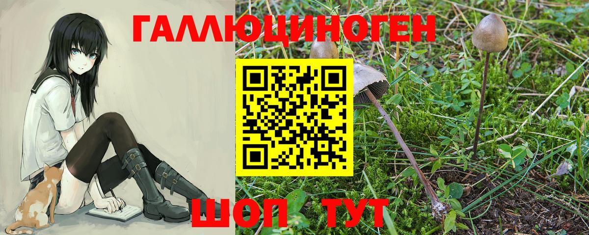 Каменка  Галлюциногенные грибы Magic Shrooms  Вход с VPN 